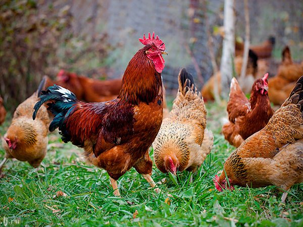 Породы куриц | ЗооТом - продажа, вязка и услуги для животных в Тутаеве