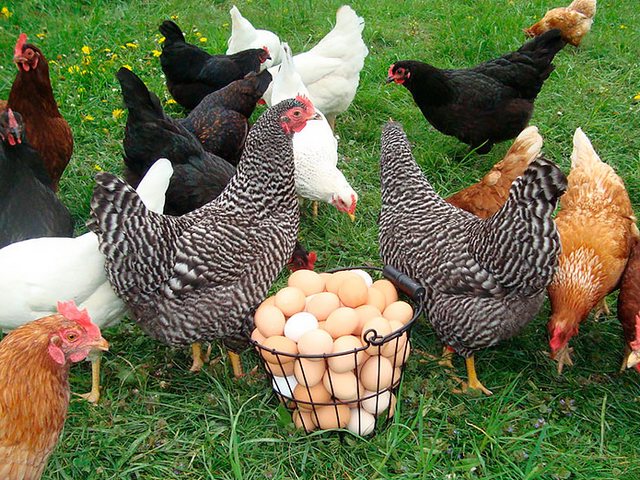 Содержание кур и уход за ними | ЗооТом - продажа, вязка и услуги для животных в Тутаеве