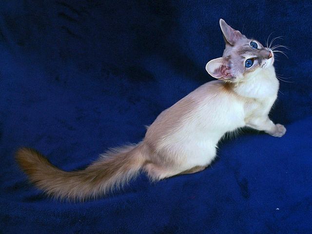 Выведенные породы кошек в Тутаеве | ЗооТом портал о животных