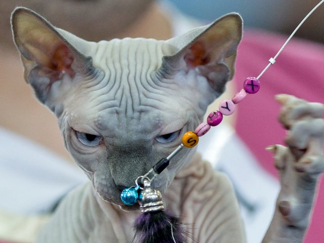 Выставки кошек в Тутаеве | ЗооТом портал о животных