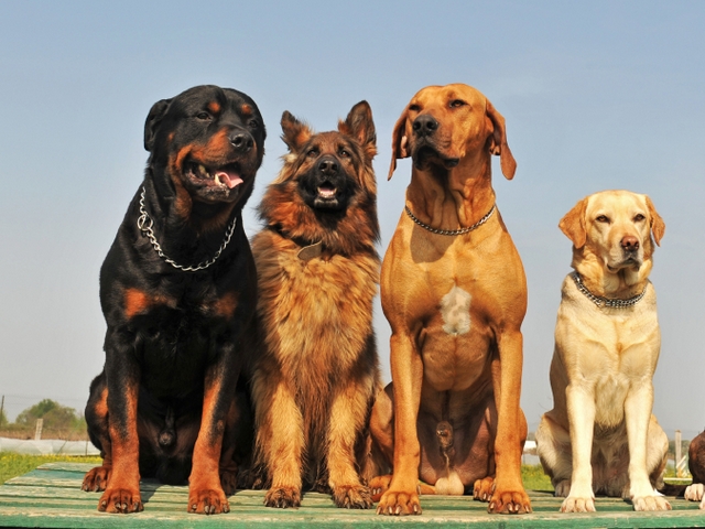 Крупные породы собак в Тутаеве | ЗооТом портал о животных