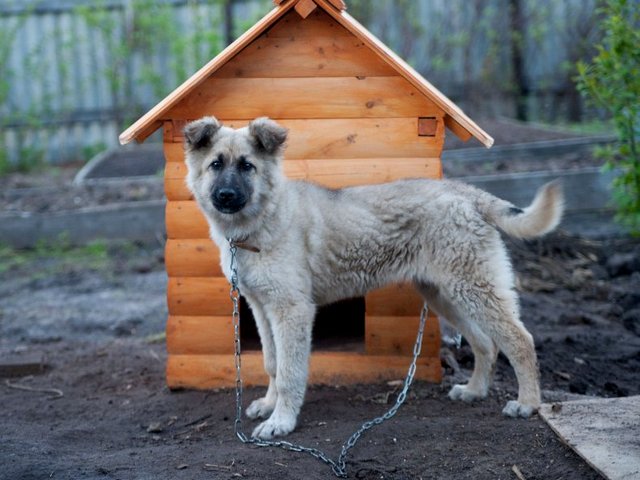 Все о собаках в Тутаеве Все о собаках в Тутаеве